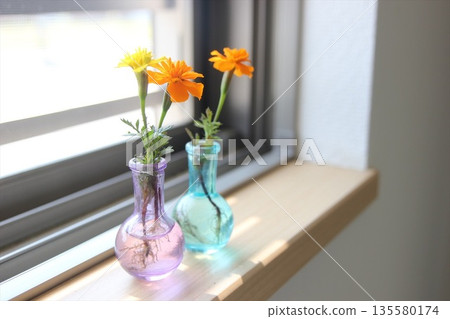 Marigolds displayed in a colorful vase on a windowsill Marigolds displayed in a colorful vase on a windowsill 135580174