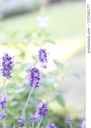 薰衣草花 135580177