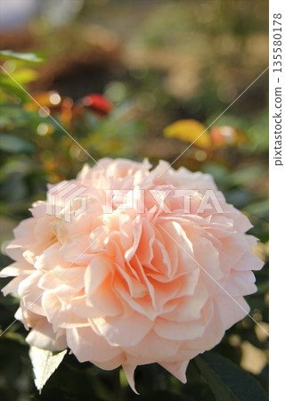 杏色的花園玫瑰 135580178