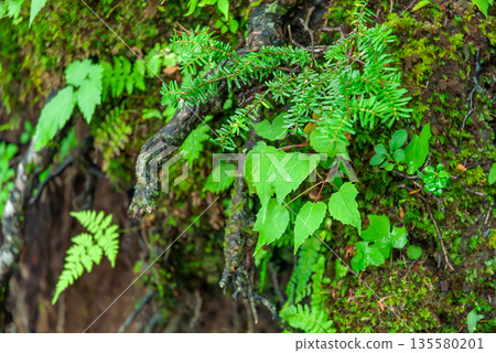 富士山吉田步道沿線，蕨類植物舒展著嫩葉，幼小的針葉樹點綴其間，構成了一幅森林地面的迷人景象。 135580201