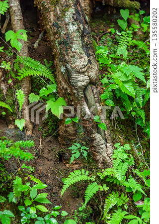 在富士山吉田步道原始森林中，一棵古老而粗壯的大樹樹幹上覆蓋著蕨類植物和苔蘚。 135580202