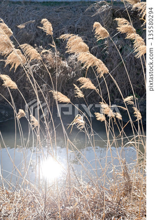 Walking around Koshigaya: Shinkata River (Sengenbori) - Koshigaya City, Oaza Sannomiya 135580294