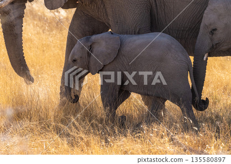 Detail of a baby elephant in Etosha Detail of a baby elephant in Etosha 135580897