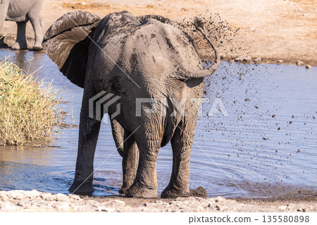 African Elephant near a water hole African Elephant near a water hole 135580898