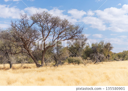Namibian Desert Landscape Namibian Desert Landscape 135580901