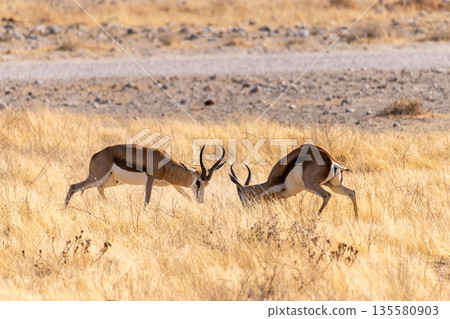 Two fighting impalas 135580903
