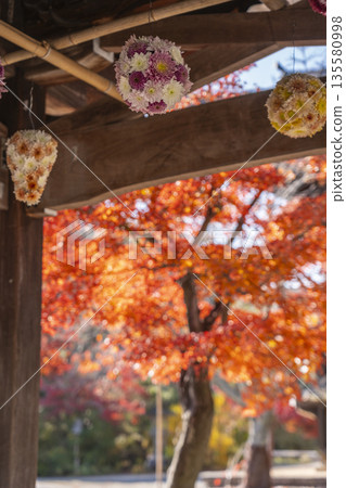 光明寺花水池秋葉季 光明寺花水池秋葉季 135580998