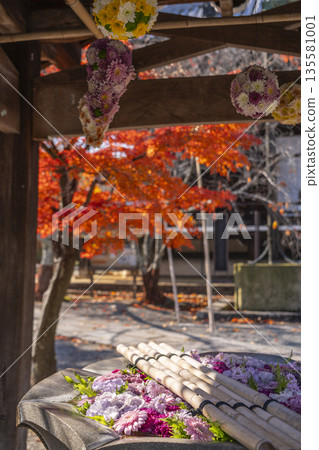 Komyo-ji Temple Flower Water Basin Autumn Foliage Season Komyo-ji Temple Flower Water Basin Autumn Foliage Season 135581001