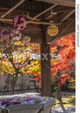 Komyo-ji Temple Flower Water Basin Autumn Foliage Season Komyo-ji Temple Flower Water Basin Autumn Foliage Season 135581002