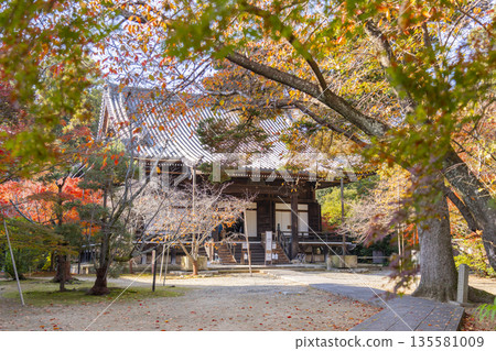 光明寺阿彌陀佛殿秋葉季 光明寺阿彌陀佛殿秋葉季 135581009