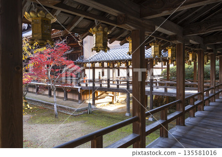 Komyo-ji Temple: From Amida Hall to Goei-do Hall, Autumn, the season of autumn leaves Komyo-ji Temple: From Amida Hall to Goei-do Hall, Autumn, the season of autumn leaves 135581016
