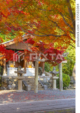 光明寺，守護神社，秋季，秋葉季節 135581064