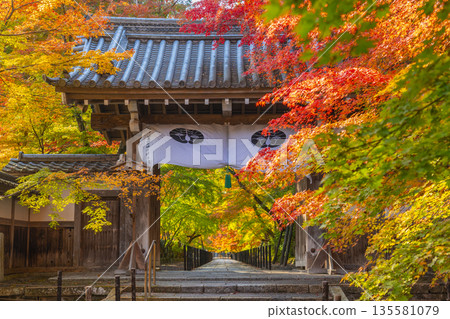 光明寺，楓樹小徑，秋季，秋葉季 135581079