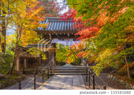 光明寺,楓樹小徑,秋季,秋葉季 光明寺,楓樹小徑,秋季,秋葉季 135581080