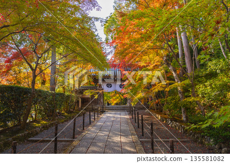 光明寺，楓樹小徑，秋季，秋葉季 135581082
