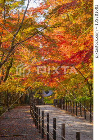 光明寺,楓樹小徑,秋季,秋葉季 光明寺,楓樹小徑,秋季,秋葉季 135581083