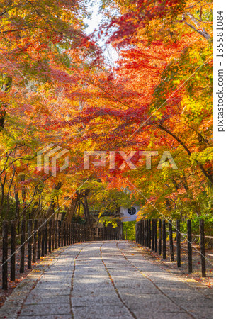 光明寺，楓樹小徑，秋季，秋葉季 135581084
