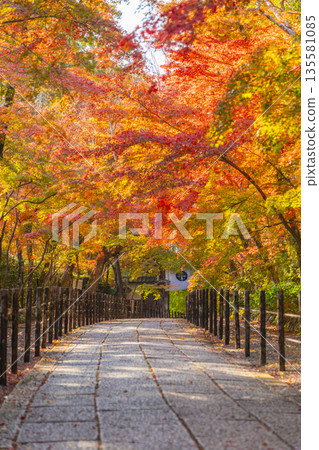 光明寺,楓樹小徑,秋季,秋葉季 光明寺,楓樹小徑,秋季,秋葉季 135581085