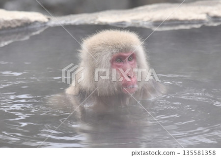 Jigokudani Monkey Park - Snow Monkeys 135581358