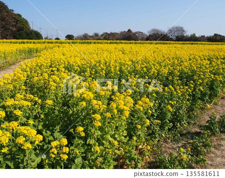 Rape blossoms Rape blossoms 135581611