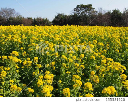 Rape blossoms Rape blossoms 135581620