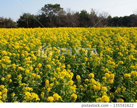Rape blossoms 135581622