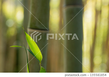 閃亮的竹子和竹林 閃亮的竹子和竹林 135581854