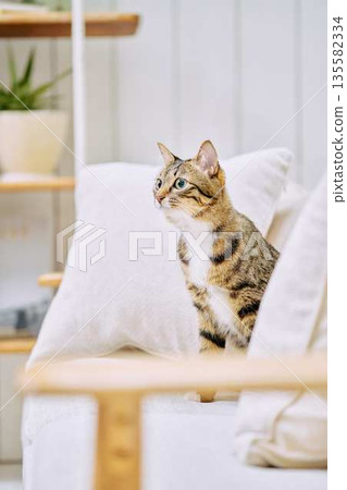 Natural interior and living with cats 135582334