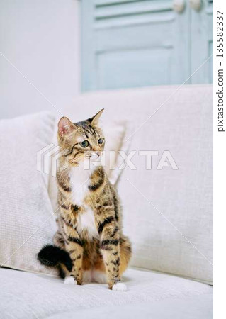 Natural interior and living with cats Natural interior and living with cats 135582337