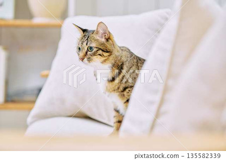 Natural interior and living with cats Natural interior and living with cats 135582339