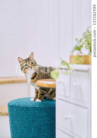 A pet cat relaxing in a bright living room 135582499