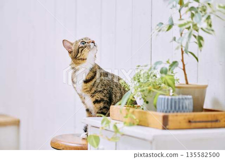 A pet cat relaxing in a bright living room 135582500