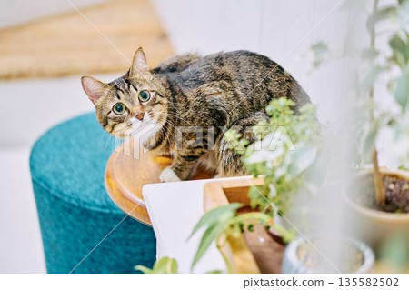 A pet cat relaxing in a bright living room A pet cat relaxing in a bright living room 135582502