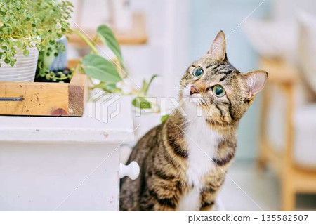 A pet cat relaxing in a bright living room A pet cat relaxing in a bright living room 135582507