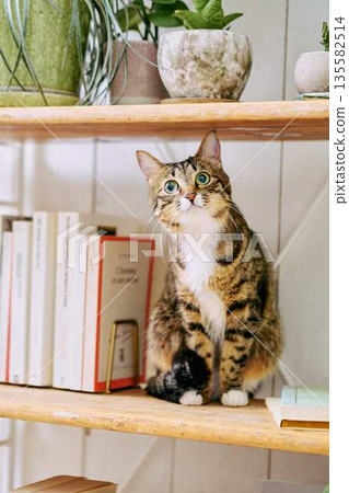 A pet cat relaxing in a bright living room A pet cat relaxing in a bright living room 135582514