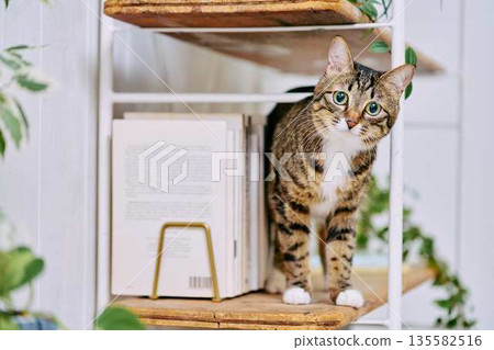 一隻寵物貓在明亮的客廳放鬆休息 135582516