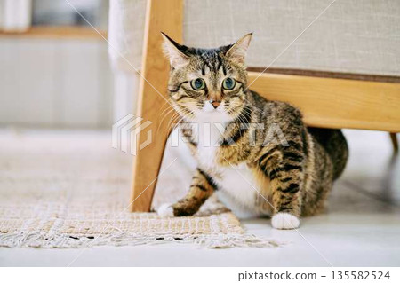 Natural interior and living with cats Natural interior and living with cats 135582524