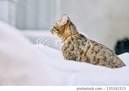 Natural interior and living with cats Natural interior and living with cats 135582525