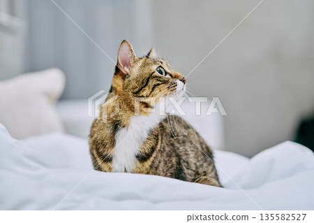 Natural interior and living with cats 135582527
