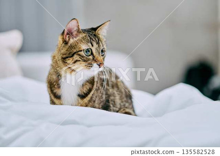 Natural interior and living with cats 135582528
