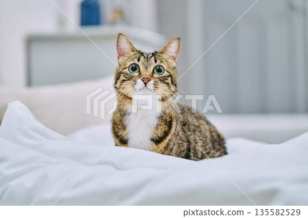 Natural interior and living with cats 135582529