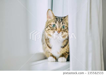 Natural interior and living with cats Natural interior and living with cats 135582533