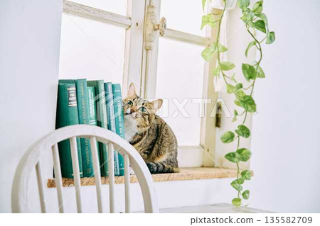 Natural interior and living with cats Natural interior and living with cats 135582709