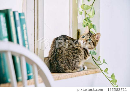 自然風格的室內設計和與貓共處 自然風格的室內設計和與貓共處 135582711