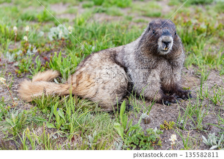 Marmot wild groundhog. Woodchuck rodent. Capybara in the park. Wild animal. Groundhog on lawn. Rodent animal woodchuck. Rodent marmot animal. Wildlife nature. Marmot capybara Marmot wild groundhog. Woodchuck rodent. Capybara in the park. Wild animal. Groundhog on lawn. Rodent animal woodchuck. Rodent marmot animal. Wildlife nature. Marmot capybara 135582811