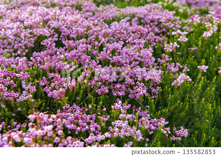 Meadow with wildflower of mountain heather flower in nature. Summer nature. Flowering plant. Flower flowering background. Mountain heather blossom. Pink mountain heather meadow flower Meadow with wildflower of mountain heather flower in nature. Summer nature. Flowering plant. Flower flowering background. Mountain heather blossom. Pink mountain heather meadow flower 135582853
