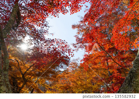 靜岡縣伊豆市修善寺自然公園楓樹林中的秋葉 135582932