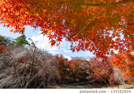Autumn foliage in the maple forest at Shuzenji Natural Park, Izu City, Shizuoka Prefecture 135582934