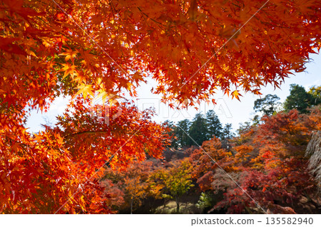 靜岡縣伊豆市修善寺自然公園楓樹林中的秋葉 135582940