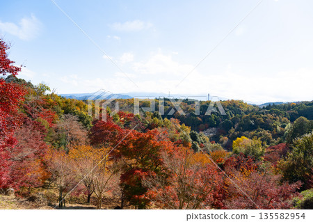 靜岡縣伊豆市修善寺自然公園楓樹林中的秋葉 135582954